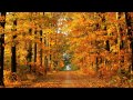 Футаж заставка Осень золотая!(Autumn Gold footage saver!) 