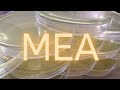 MEA Recipe Malt Extract Agar Clone Mushrooms Transfer Mycelium Home Mycology