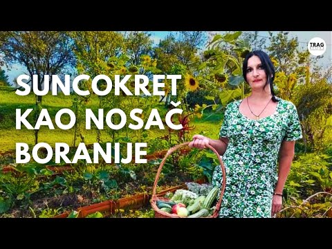 SUNFLOWER AS A CARRIER OF BEANS