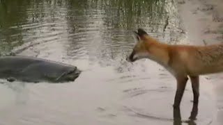 CATFISH VS FOX by CATFISHING WORLD