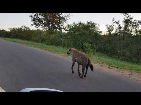 Spotted Hyena, running next to car in Kruger National Park