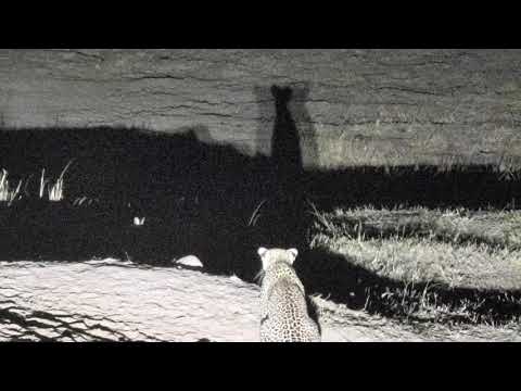 Djuma: Hosana male leopard watching Duiker and Scrub Hares for next meal - 03:52 - 09/18/18