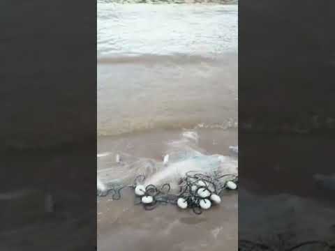 Piracema de Peixe. Rio Juruá, Guajara Amazonas.