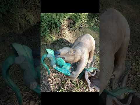 Paleotoca, Laurentino #viajantes #turismo #santacatarina #megafauna #historia #natureza