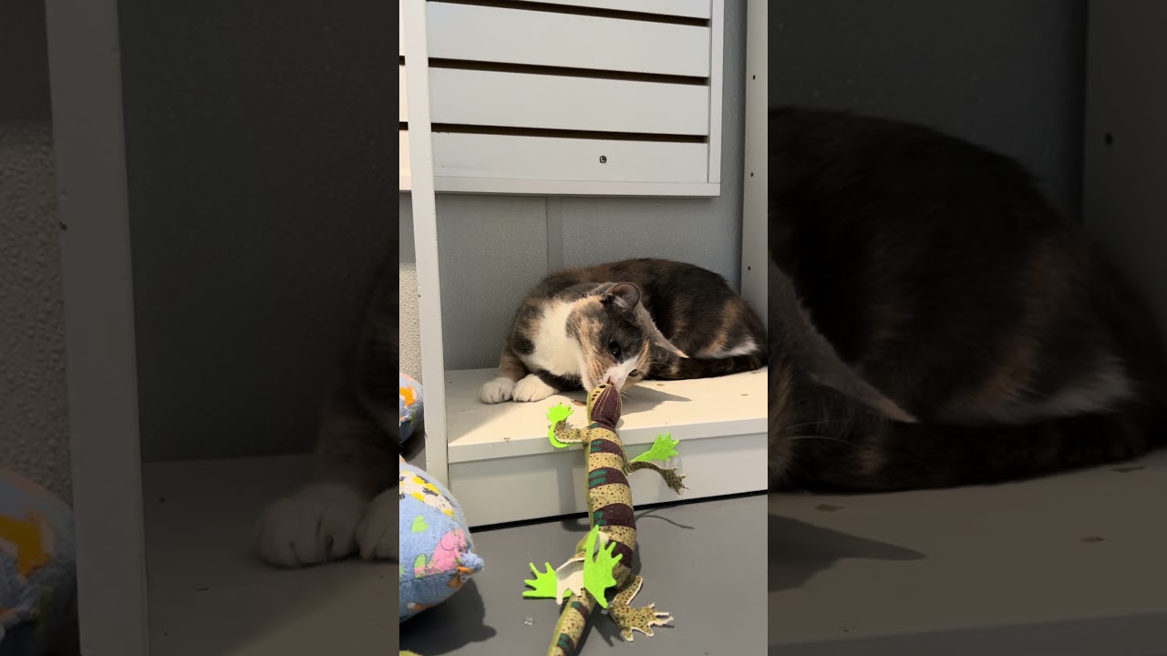 Sweetness, a ADOPTABLE Domestic Short Hair in Winter Haven, FL video 6/6