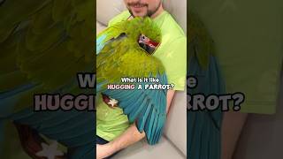 What is it Like Hugging a Parrot?