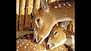 Mother's Love.Jim Brickman    wmv