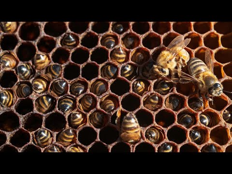 What To Do With A Dead Out Colony Of Bees