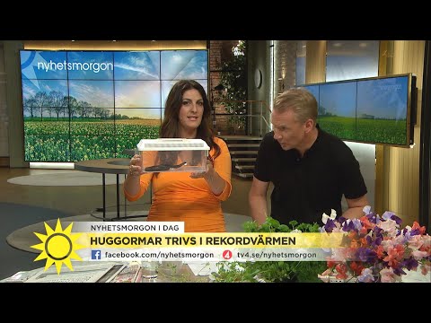 Jesper om huggormen: Så fort den såg mej började den väsa - Nyhetsmorgon (TV4)