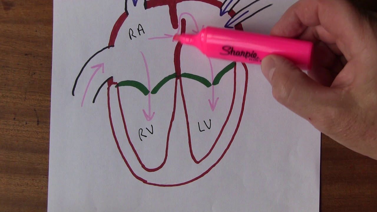 Cardiovascular System, Fetal circulation - YouTube