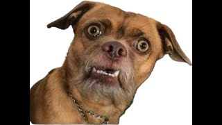 RB quest - VENOMA - GRAFF - KULAN - LEBRUM