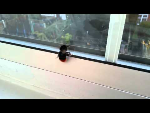 Bumblebee 2016.04.20