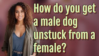 How do you get a male dog unstuck from a female?