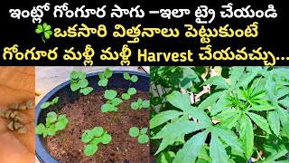 గోంగూరని ఇలా పెంచండి బాగా వస్తుంది #gongura #yt #roselle #growgongura#telugu#leafyvegetables#video