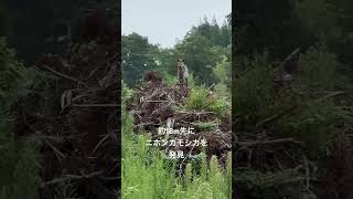 ニホンカモシカ20240813 (東北山林にて発見)