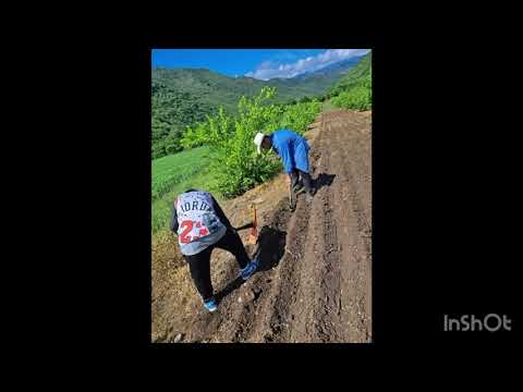 DIAGNÓSTICO DEL SISTEMA PRODUCTIVO DE LIMÓN CRIOLLO ASOCIADO CON PASTO FORRAJERO CABAÑAS, ZACAPA 