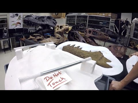 Tyrannosaurus rex holotype & a tour of WitmerLab tyrannosaurs