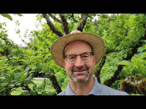 Was tun mit Wassertrieben