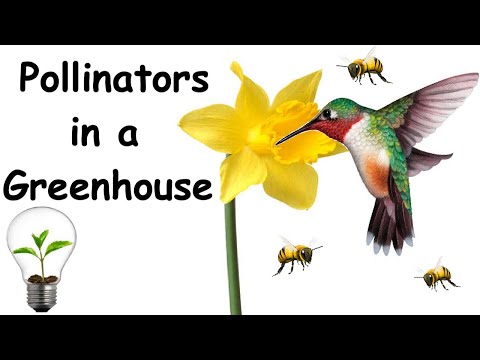 , title : 'Pollinators in a Greenhouse including Bees