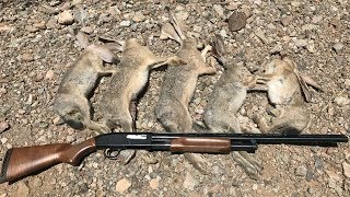 How To Hunt Rabbits: Rabbit Hunting Instructions and Demo - Step by Step