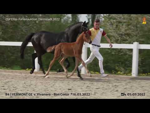 KN 84: Hengstfohlen v. Vivanero/Bon Coeur