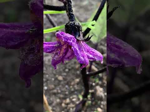 ジャグラーの花 植物
