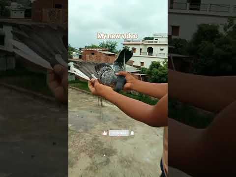 zuhair kabutar king #pigeon #kabootarloft05 #comedymovies #kabootar #funnymovies