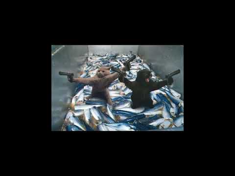 Flow & Zeo - Schwarze Katze (Carbon & Rachel Raw)