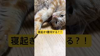 it's a cat.猫だらけ。愛猫の寝起き突撃。#多頭飼い #cat #shorts #cute #funny #茶トラ#ねこのいる生活