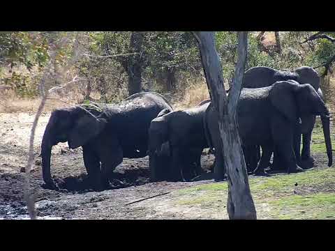 Djuma: Elephants, Waterbuck, Impalas, Hippo and Birds - 12:06 - 08/12/20