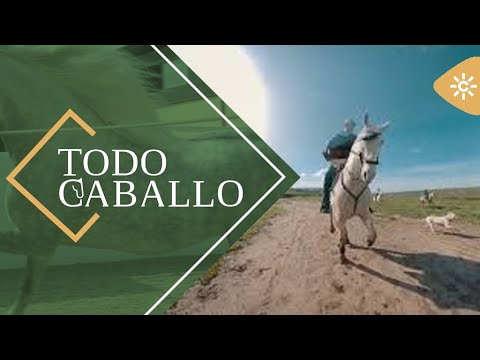 , title : 'TodoCaballo | La ganadería La Palmosilla y la Yeguada Westfalia'