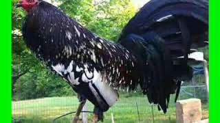 Gallo de pelea - Tigres del Norte