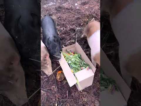 Do you think pigs like flowers???