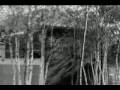 Brian Jonestown Massacre - Donovan Said