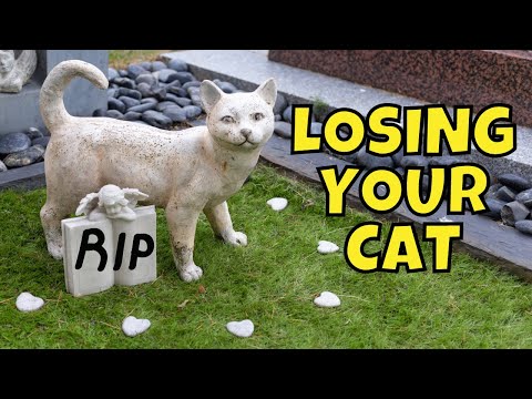 What to Do When Your Cat Dies (& How to Cope With Your Loss)