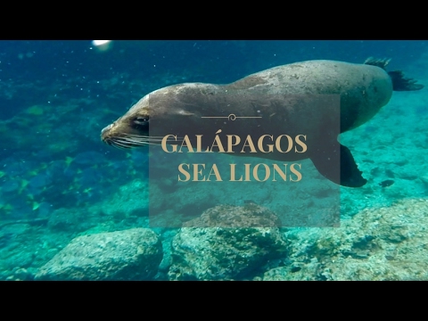Los Curiosos Lobos Marinos de Las Islas Galápagos