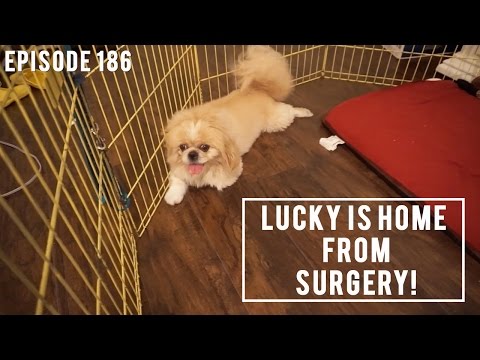 Ep.186 Lucky is Home from Surgery! #VLOGSGIVING | WahlieTV
