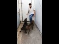Pitbul köpeği sahibine SALDIRIR mı denemesi part 2 Pitbul köpeği sahibine SALDIRIR mı denemesi part 2