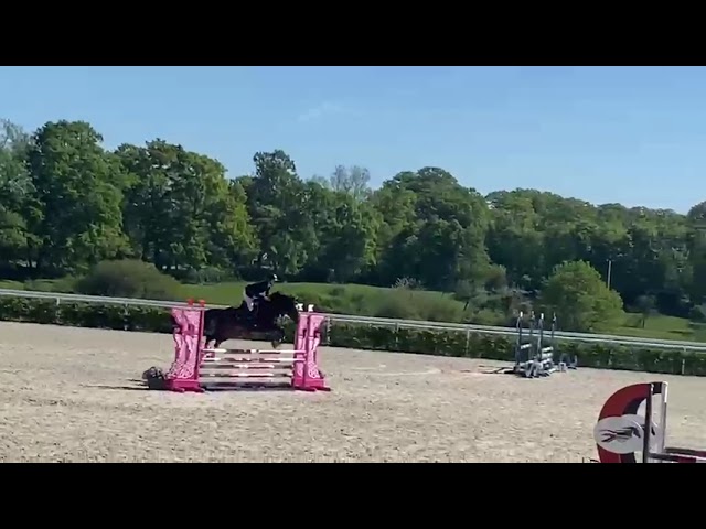 Karma du Pin - CSO - CCE - Hongre 6 ans 