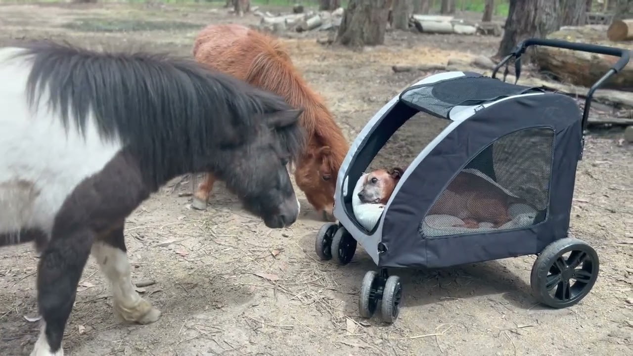 Pikelet's goodbye to his forever siblings. Dogs, Ponies and Deer. All rescued in his name.