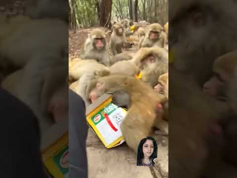 Funny shorts 🤣#Bihu's Galaxy #monkey #animals