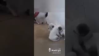 #shortsvide Criana desobediente levando bronca do papai