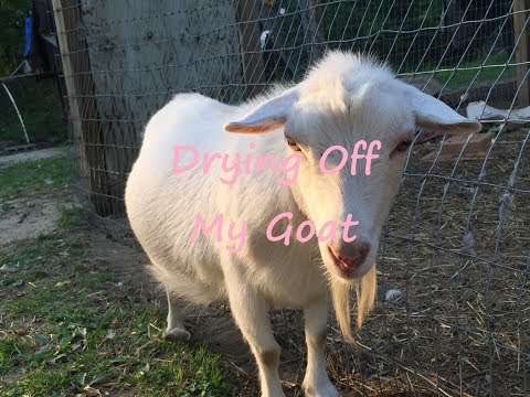 Drying Off My Goat