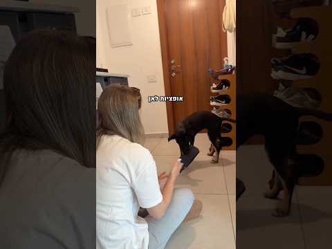 איך ללמד כלב להחזיר צעצוע? #אילוף #כלבים #גורים