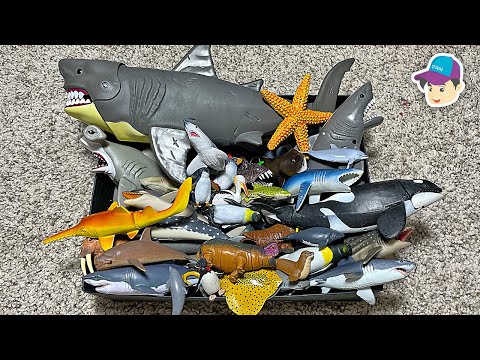BIG BOX OF SEA ANIMAL - Shark Whale Dolphin Penguin Stingray Orca