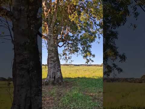 #FazendaPinhal #CoronelDomingossoares#Paraná #paisagemnatural#agricultura #pecuária#brasil🇧🇷