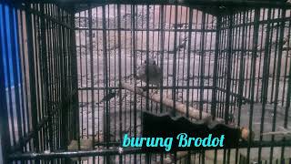 Download lagu Burung Brodot gacor/burung cicohong gacor mp3 Download lagu Burung Brodot gacor/burung cicohong gacor mp3