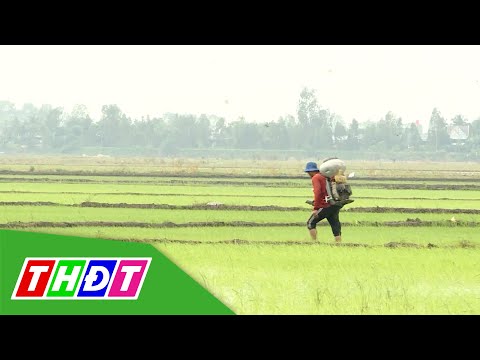 KỸ THUẬT BÓN PHÂN LÓT TRƯỚC KHI GIEO SẠ