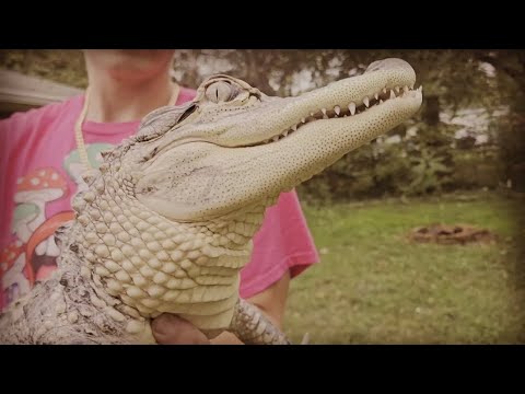 D-Ray What It Do - Alligator Man ( Official Music Video ) 