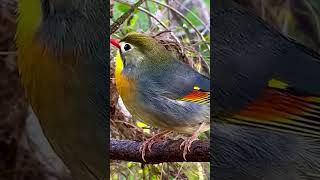 Download lagu Burung robin gacor #kmc #burungrobingacor #kicaumanianusantara mp3